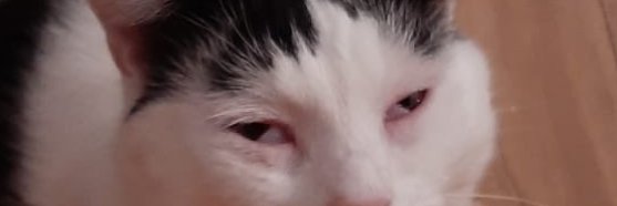 plslolno's profile banner image