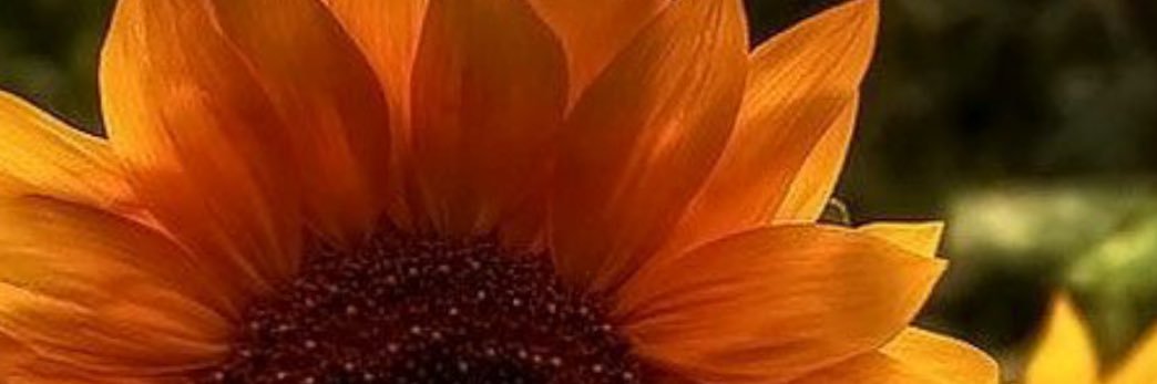 that_lemonChic's profile banner image