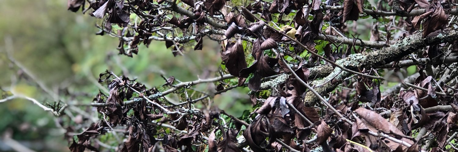 A Little Wicked banner