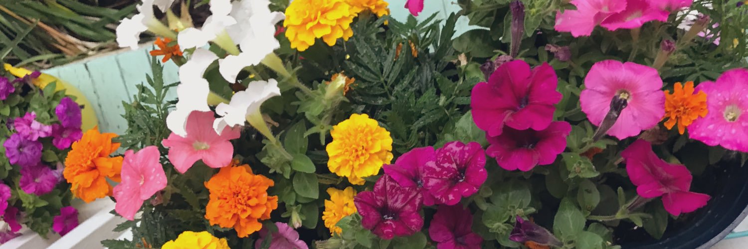 Chrysanthemama's profile banner image