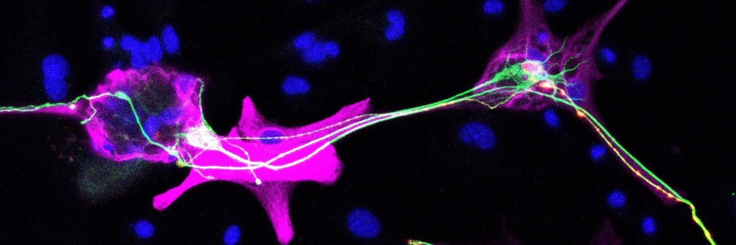 Aida Platero-Luengo 👩‍🔬🧠🔬 banner