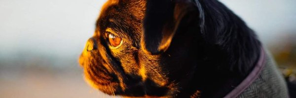 TomCalvard Profile Banner