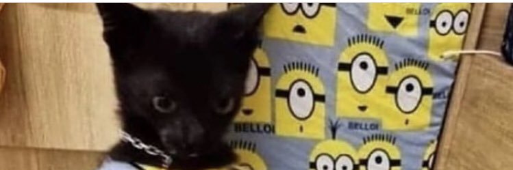Pickssie banner