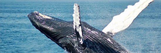 ₿alina Avcısı banner