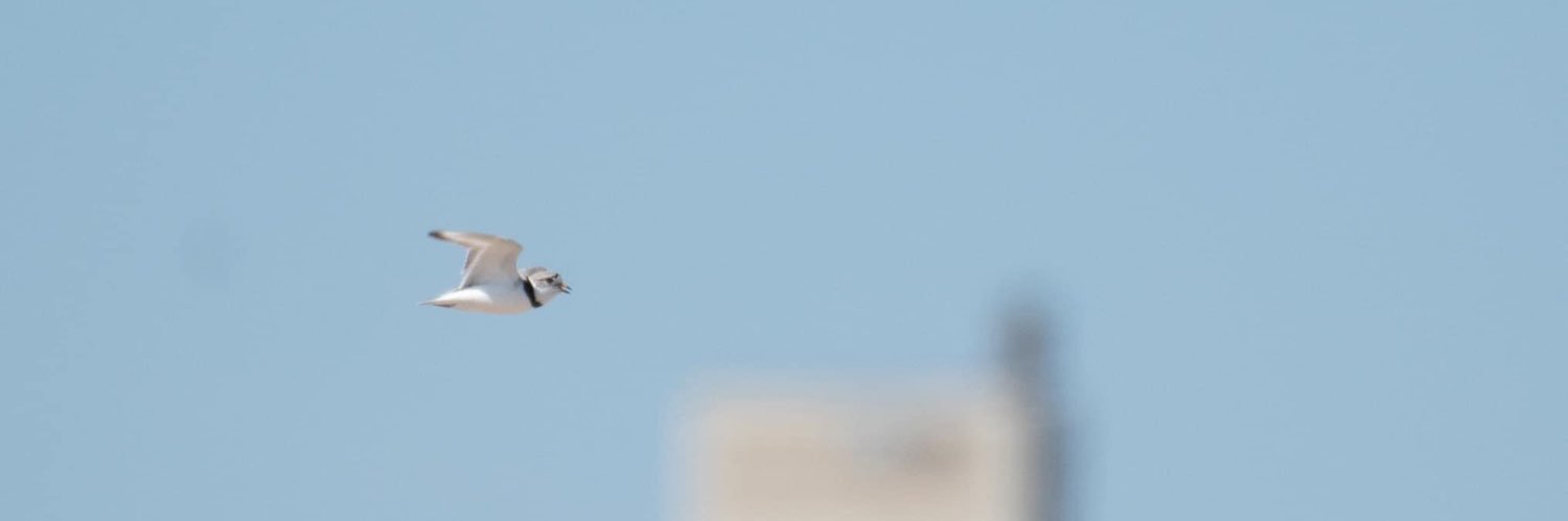 Chicago Piping Plovers's banner