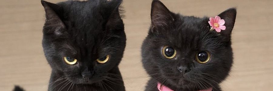 strawbeky banner