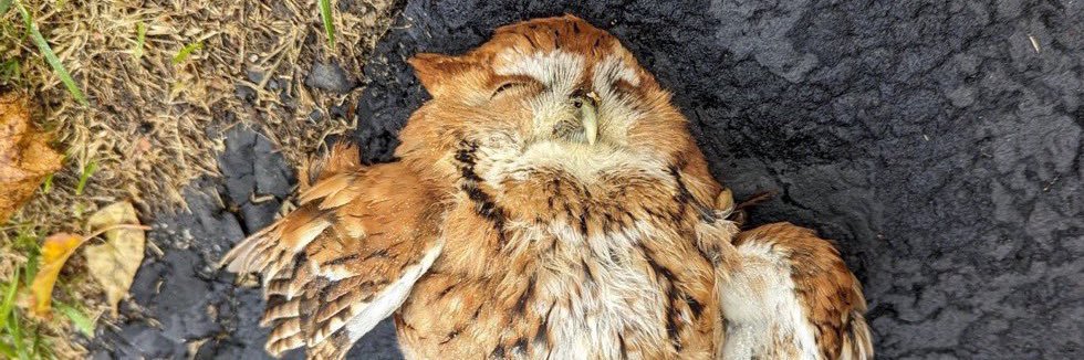 matcha is not grass milk banner