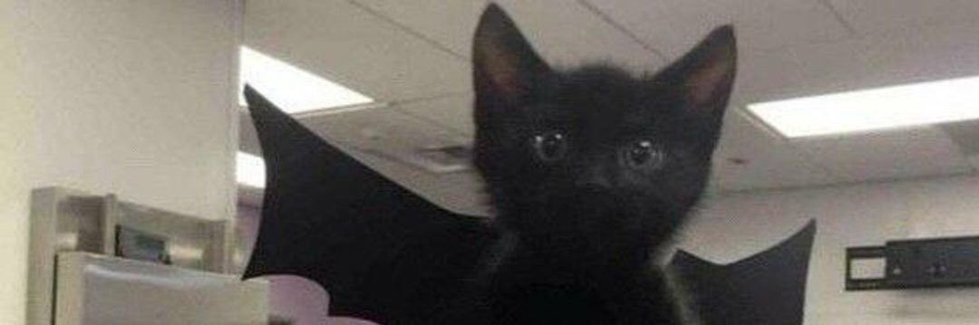 ✧dropsysmutku✧ 🦇 banner