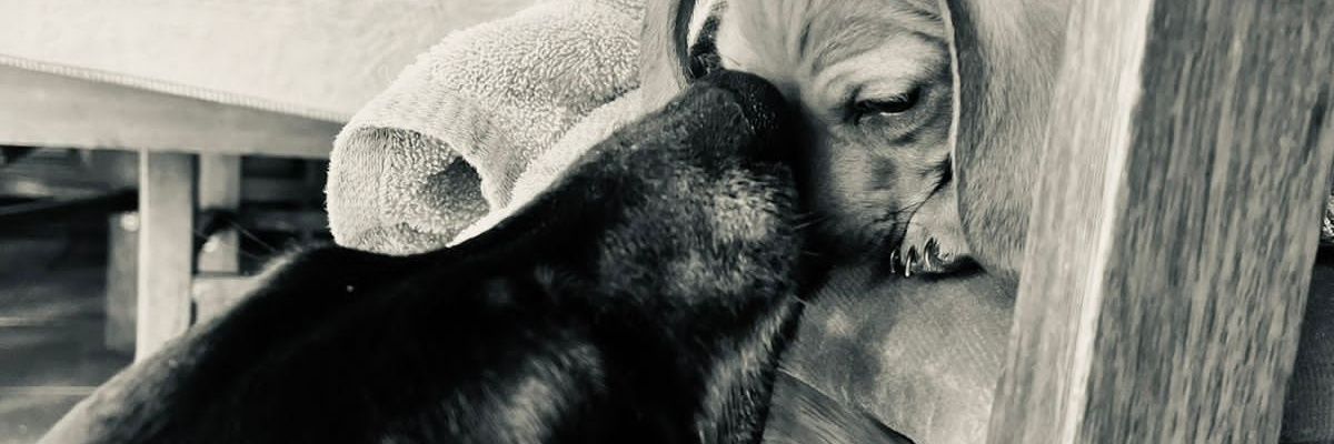 MartiGeronimo's profile banner image