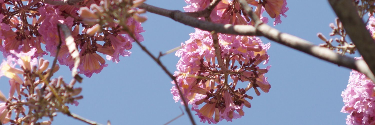 猿（さる） banner