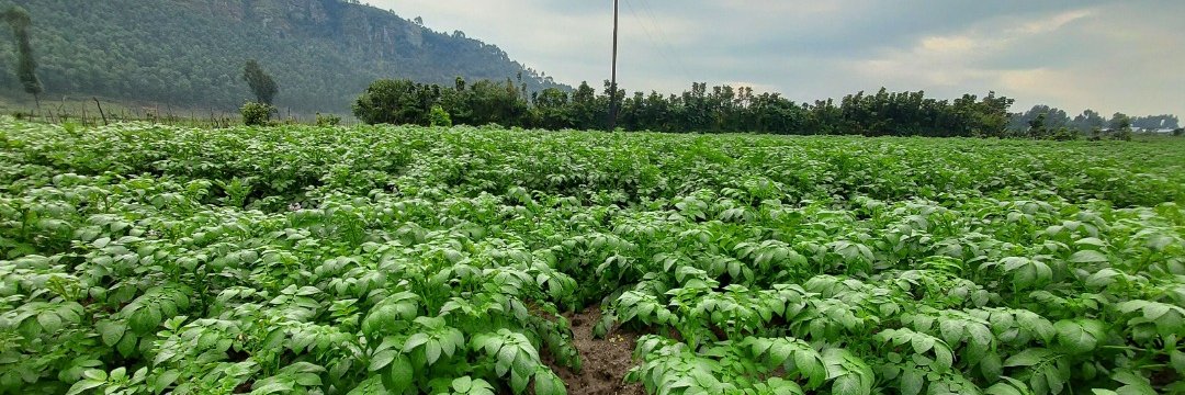 SDGP Potato Value Chain Project Rwanda banner