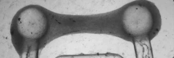 fineheartlab Profile Banner
