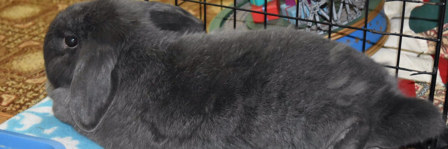 PoopyBuhda's profile banner image