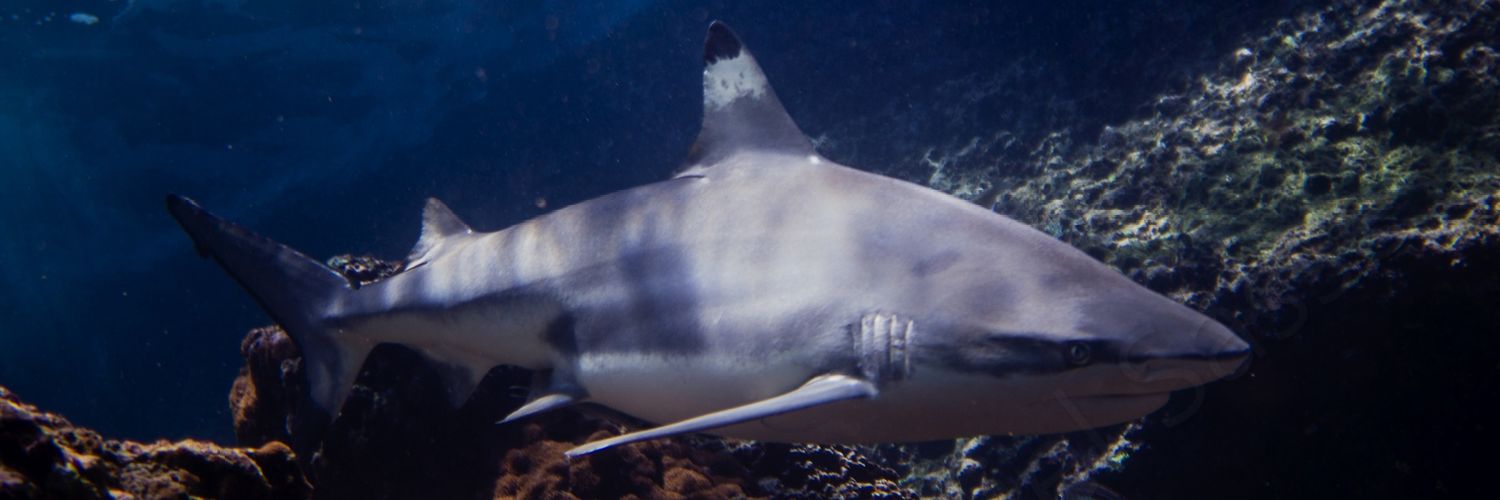 Dive_Center's profile banner image