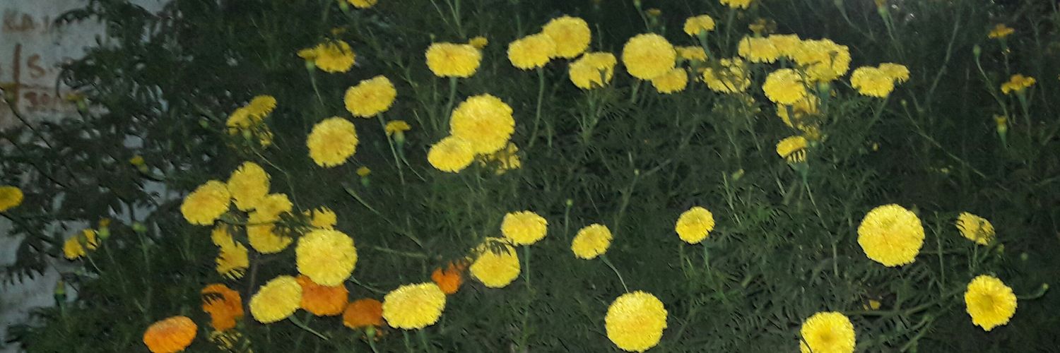 ROHITPARASHAR8's profile banner image