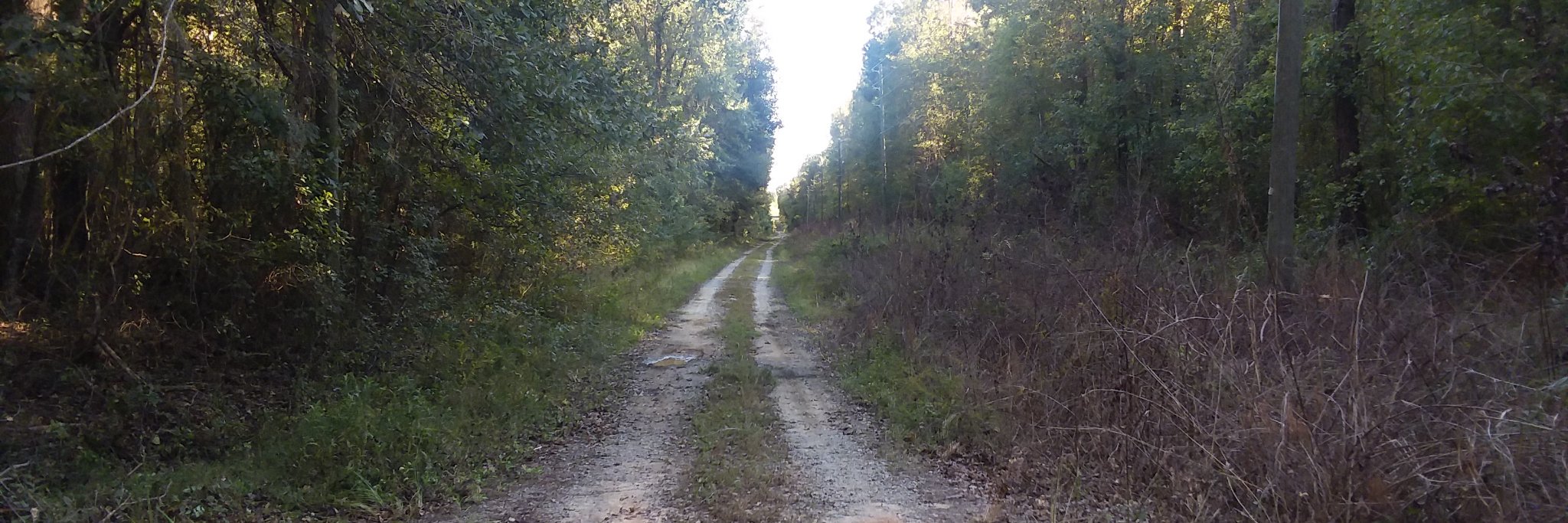 Robert C. Lewis banner