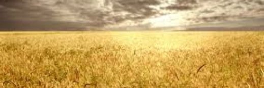 chardmorrison's profile banner image