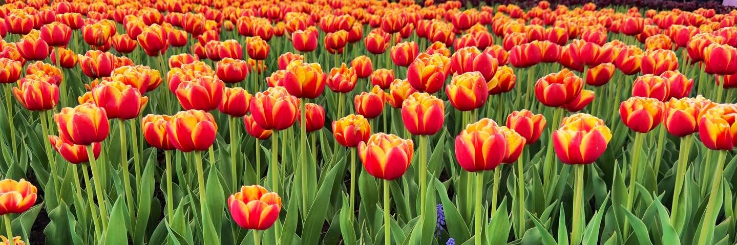 𝔽̼𝕣̼𝕖̼𝕖̼ 🍉 banner