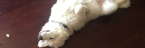 StayAtHomePuppy Profile Banner