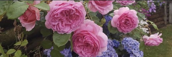 cynthialspell Profile Banner