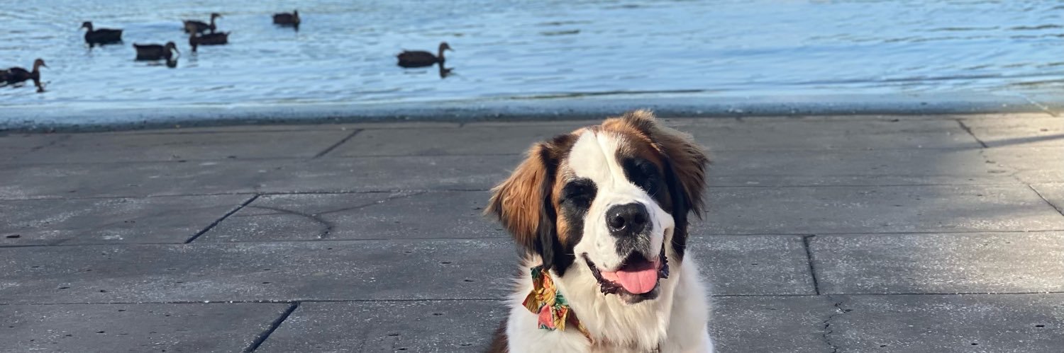 Daniel Pacchioni banner