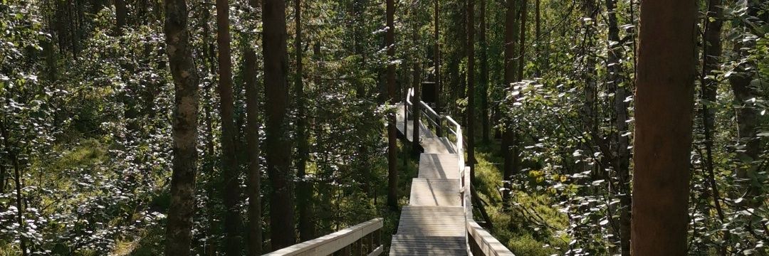 Sini Pitkänen banner