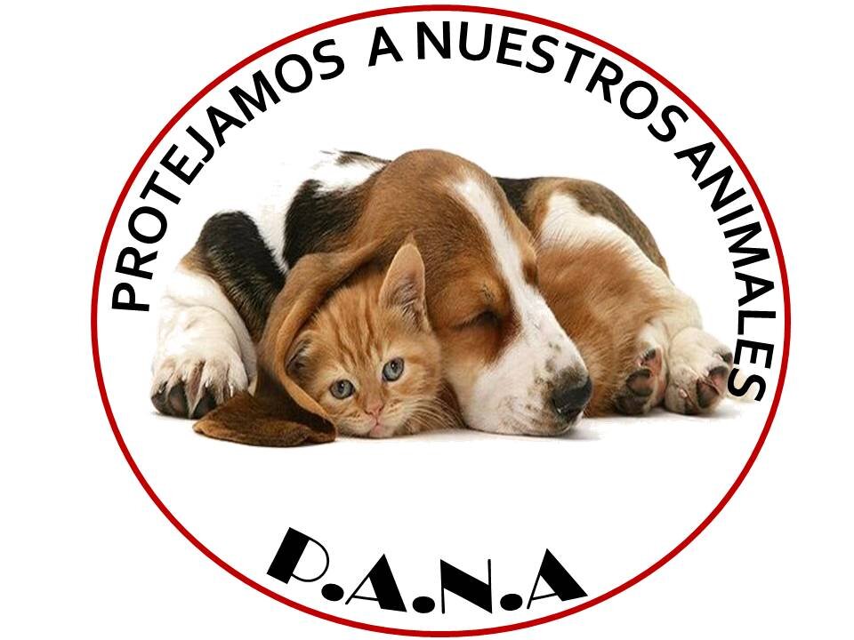 PANACoroFalcon's profile banner image