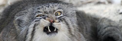 Zulkuss 🕵‍♂️💎|💫💥 banner