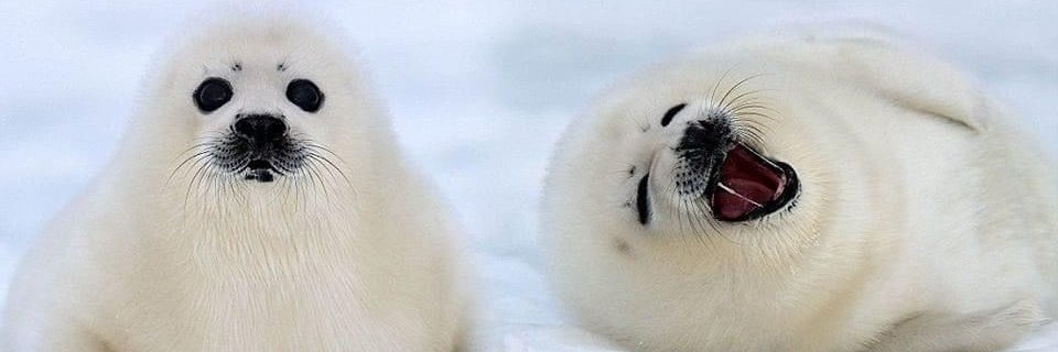 left peek jesus banner