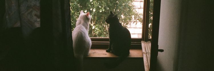 mew banner