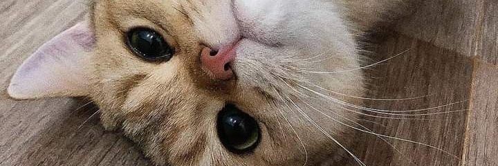 evrydymoon's profile banner image