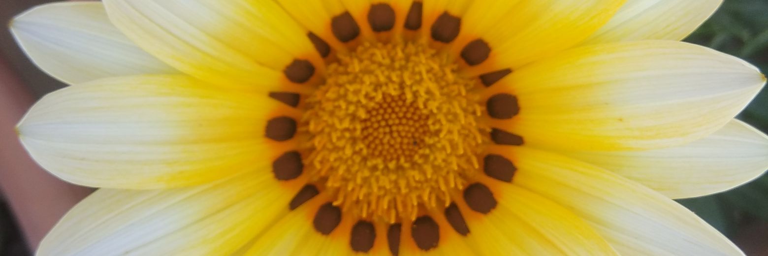 KhammaGhanniSaa's profile banner image