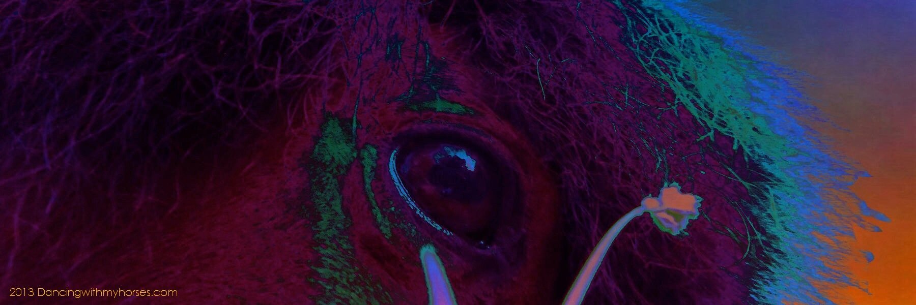 Humans_Horses's profile banner image