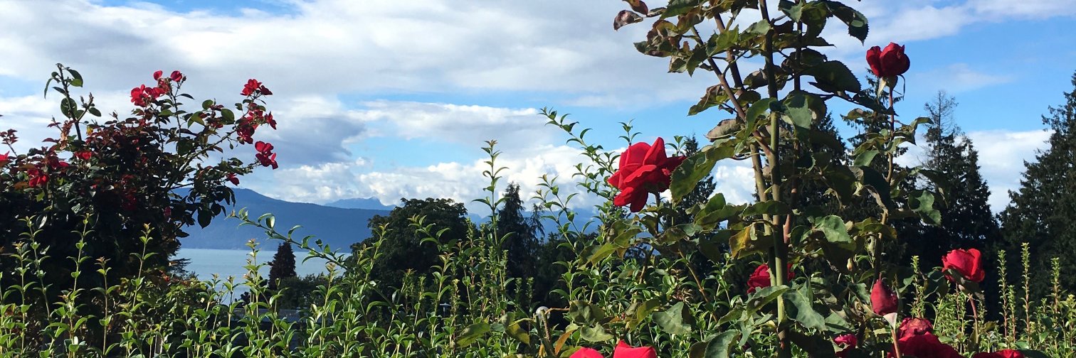 RoseFraracci13's profile banner image