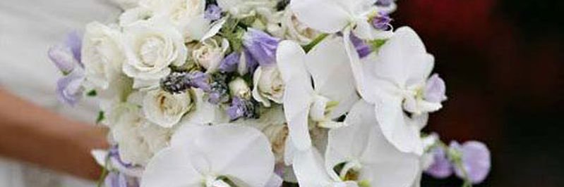 أوركيد🤍🕊♈️ banner