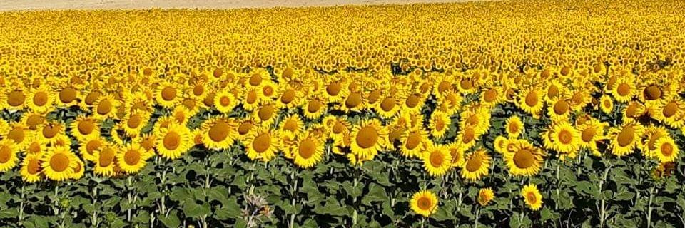 Ramon Blom 🇪🇸🌻🕉️ banner