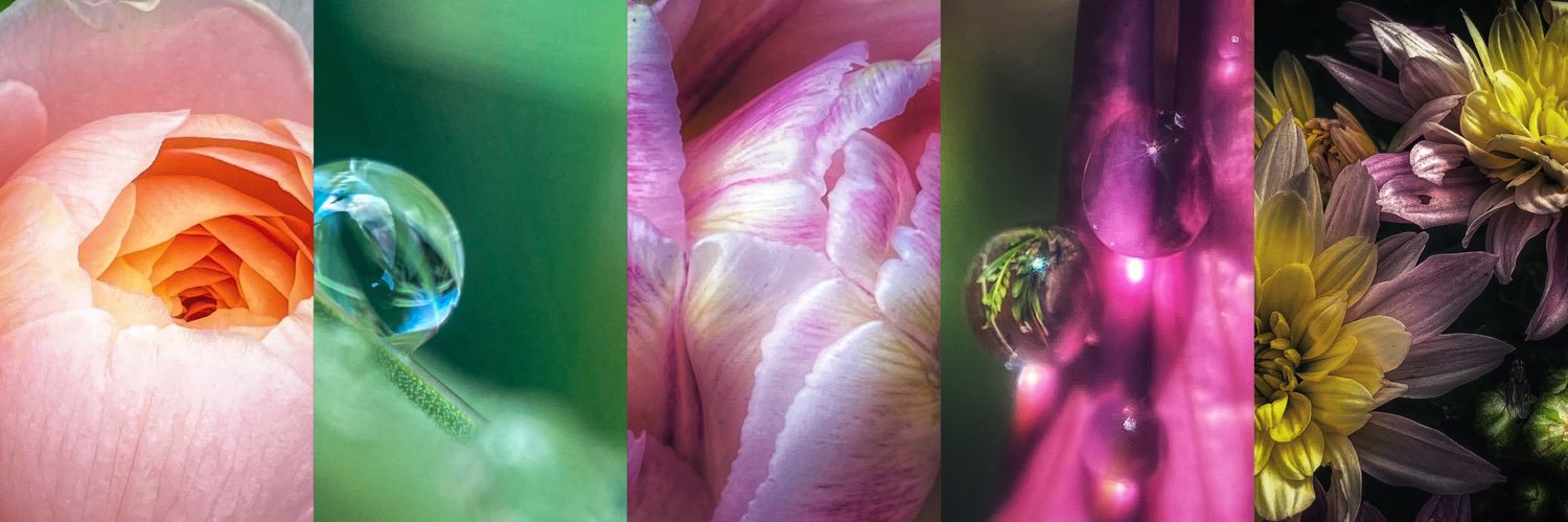 🌿𝔈𝔩𝔣𝔢𝔞𝔯𝔰𝔣𝔬𝔵𝔰𝔬𝔵🌿's banner