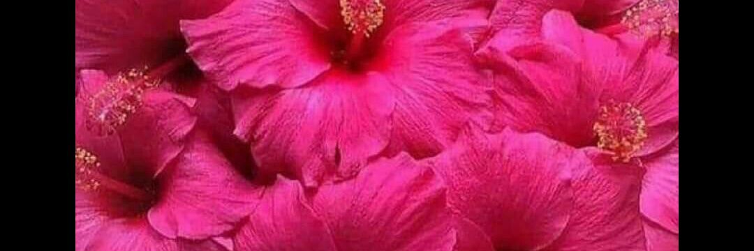 @manisha81 banner