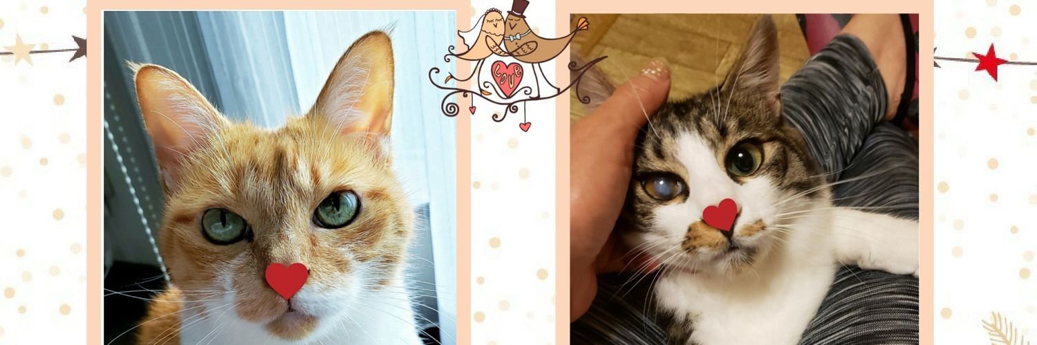 Kinachi ❁.*･ﾟ banner