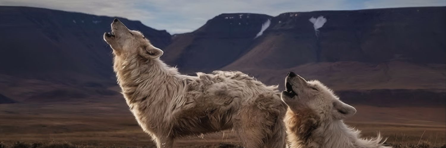 hotwiretiger's profile banner image
