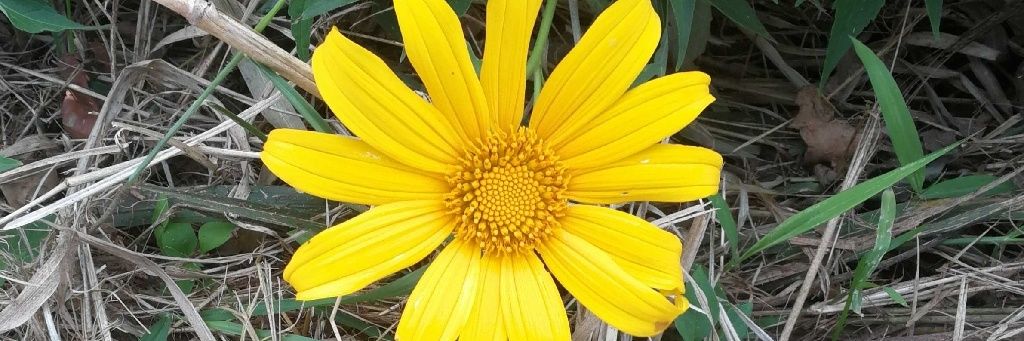 RealTusani's profile banner image