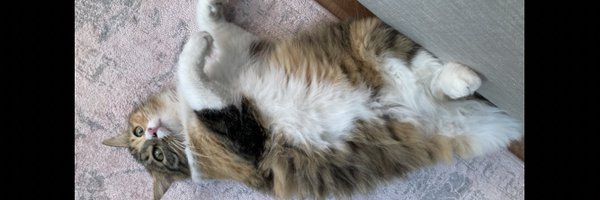 cilekbirey Profile Banner