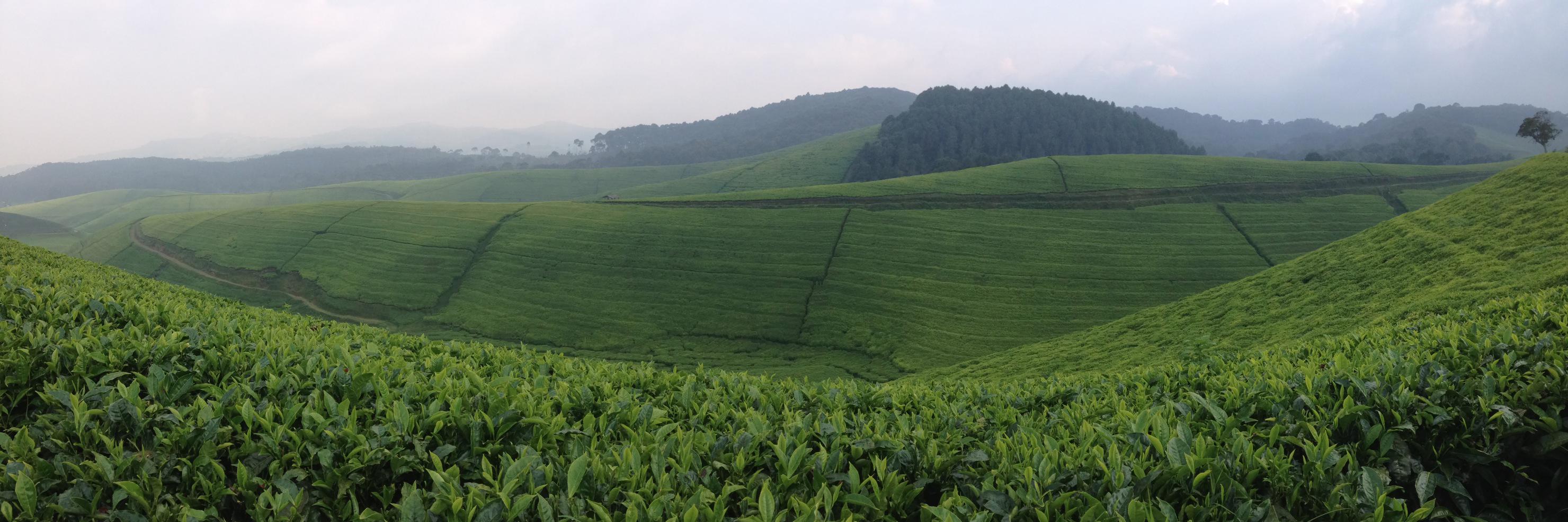 Patrick McSharry banner