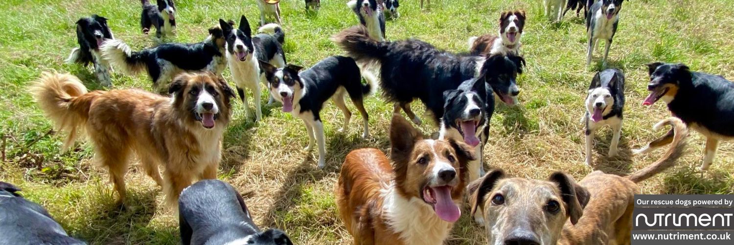 Diane Hart Collie Dog Rescue, Wales banner