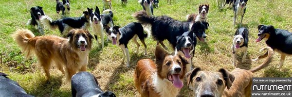 HartCollie Profile Banner