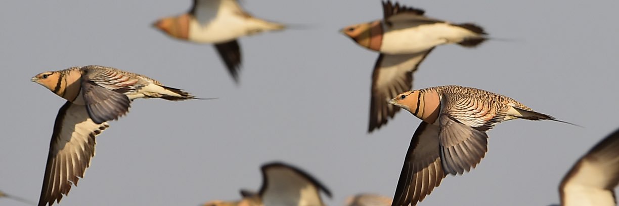 راصد طيور السعودية Saudi birds 🇸🇦 banner