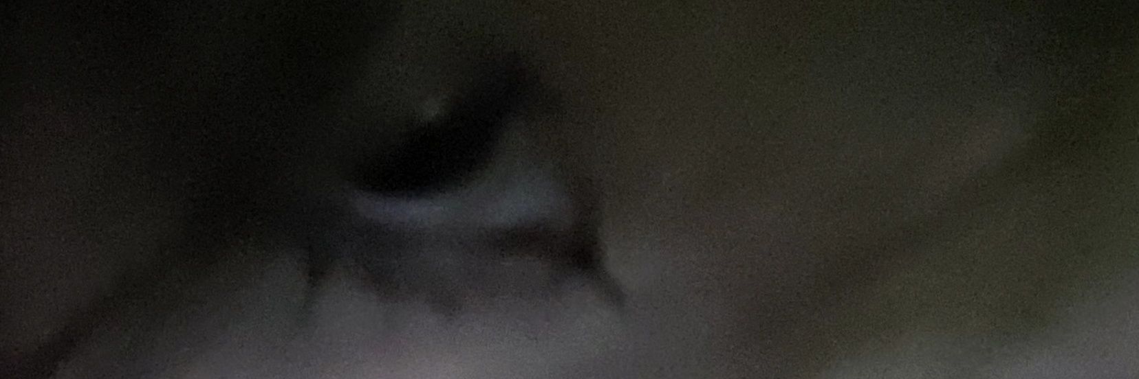 Cannibalnails's profile banner image