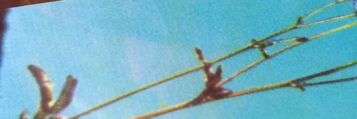 null the 637th banner
