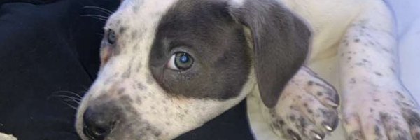 TaejonAlt Profile Banner