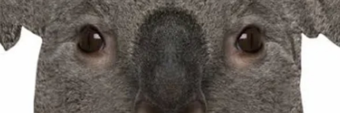papajimbles's profile banner image